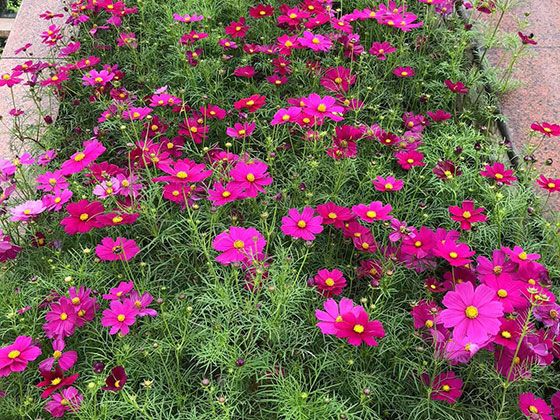 昌都市仿真花厂家|设计绿化写字楼室外